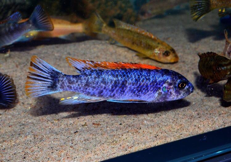 Labeotropheus trewavasae 'Mitande Reef (Rocks)'